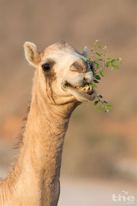 Camelus dromedarius, cammello arabo (gd); Säugetiere