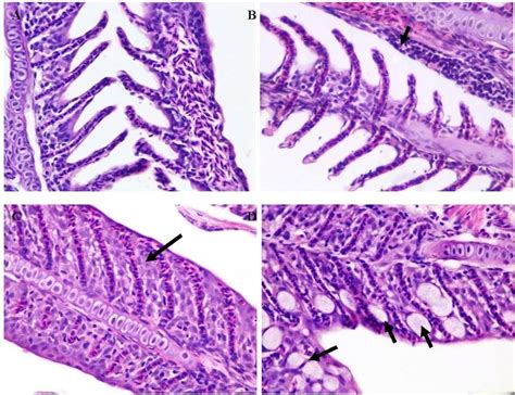 Histopathological Changes Observed In Gill Histopathological Changes