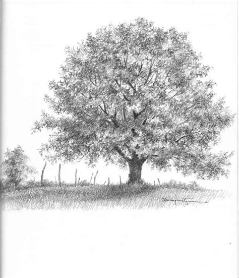 Realistic Oak Tree Drawings Drawing Nature Joshua Nava Arts