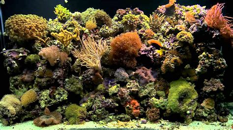 Coral Reef Aquarium Background Aquarium Design Ideas