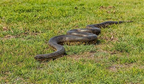 Are There Anacondas In The Everglades Worldatlas