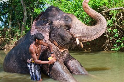 Los animales son seres vivos que conforman una parte muy importante en nuestro planeta. 10 razones por las que es bueno estar cerca de los ...