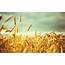 Wheat Field Picture  HD Desktop Wallpapers 4k