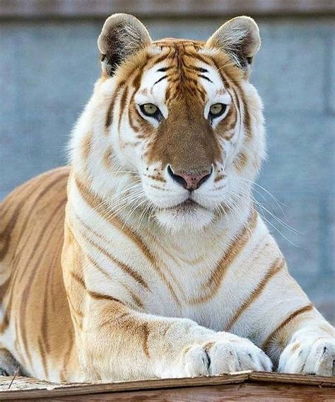 √ Real Tiger Pictures
