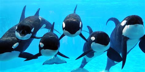 Orcas are cetaceans, one of nearly 80 different species of whales and dolphins. SeaWorld dejará de criar orcas bajo cautiverio - Ciudad ...