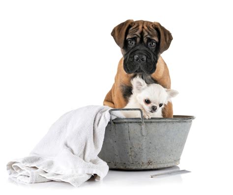Premium Photo Puppy Bullmastiff And Chihuahua In Bath