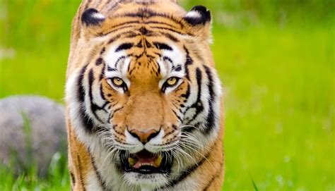 Whats Behind The Illegal Tiger Bone Glue Trade Futurity