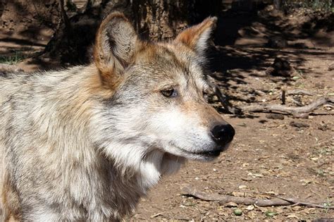 Cattle Kills Prompt Removal Of Mexican Gray Wolves The Kingman Miner