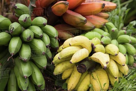 Bananas For Cooking Close Up Birayi Bujumbura Burundi Africa