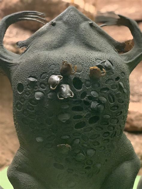 The forelimbs on the other hand. Suriname Toad - Surinam Toad Releases Fully Formed Toads ...