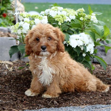 Cavapoo Puppies For Sale Adopt Your Puppy Today Infinity Pups