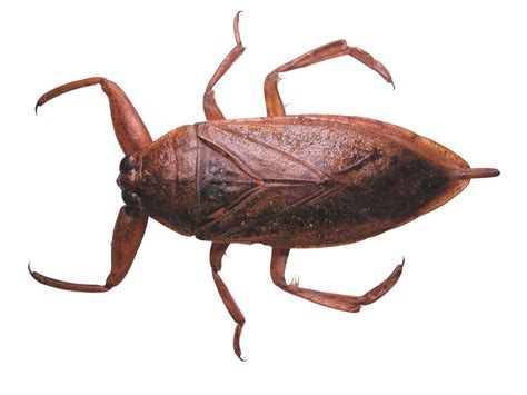 Water Bugs Vs Cockroaches Are Water Bugs Roaches Pest Control Tx