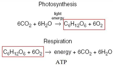 Write the balanced equation for cellular respiration. What Are The Reactants In The Equation For Cellular ...