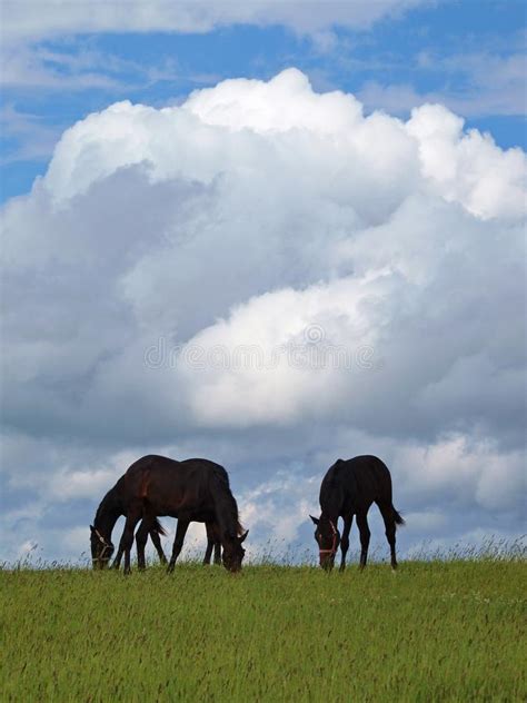 Horses On Green Meadows And The Cloudy Sky Stock Photo Image Of