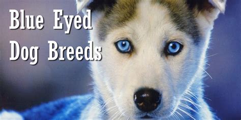 Can All Dog Breeds Have Blue Eyes
