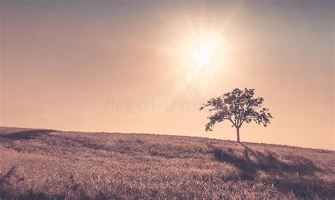 Lone Tree Landscape And Birds Stock Photo Image Of Lonely Blue 71409246