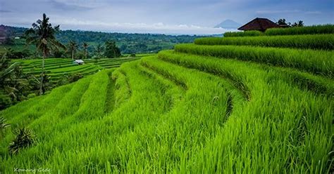 Jatiluwih Tempat Wisata Pemandangan Sawah Berundak Di Bali