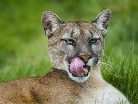 Pumas are native to asia, america and africa. Puma Animal Totem Symbolism & Meanings | SunSigns.Org