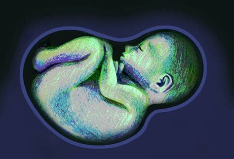 Scientists Map Dna Of Fetus In The Womb Futurity Biology Art