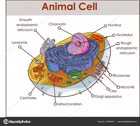 La Celula Animal