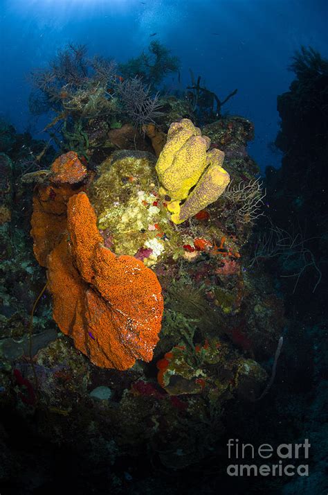 Coral And Sponge Reef Belize Photograph By Todd Winner Fine Art America