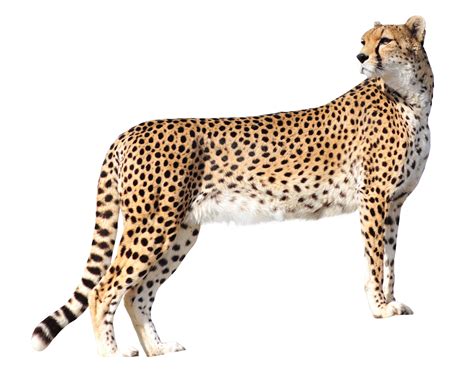 Hq Cheetah Png Transparent Cheetah Png Images Pluspng My Xxx Hot Girl