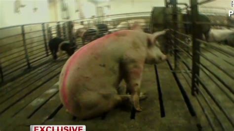 Undercover Animal Abuse Videos Soon To Be Illegal Video