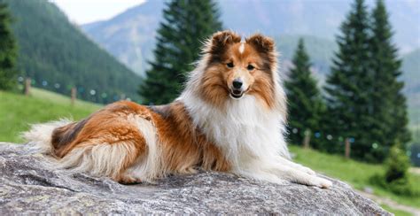 Shetland Sheepdog Breed Information Breed Advisor