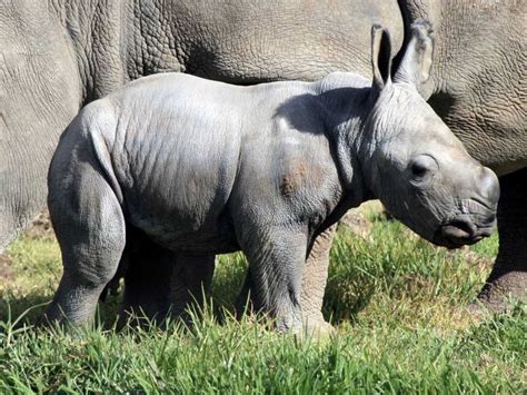 Un Rinoceronte Blanco Especie Amenazada Nace En Un Zoológico De