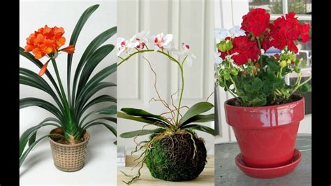 Flowering Indoor Plants To Enhance The Beauty Quotient Of The Interiors