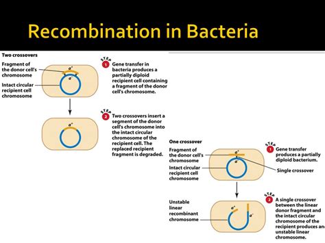 PPT Chapter 8 The Genetics Of Bacteria And Their Viruses PowerPoint