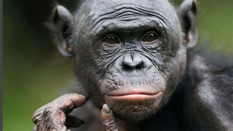 Bbc Earth First Personality Test Shows That Female Apes Are Irritable