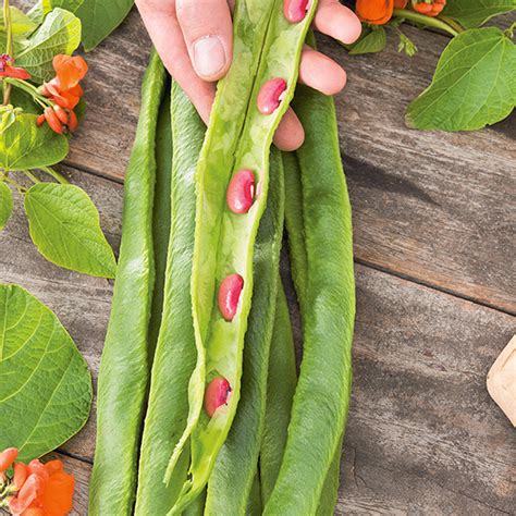Scarlet Runner Bean Red 10 20 Of Seeds Phaseolus Coccineus L
