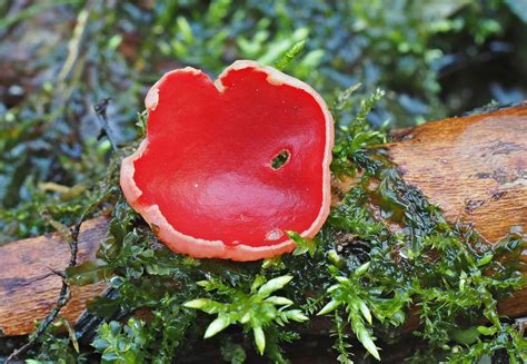 Roter Prachtbecherling Foto And Bild Wald Natur Pilze Bilder Auf