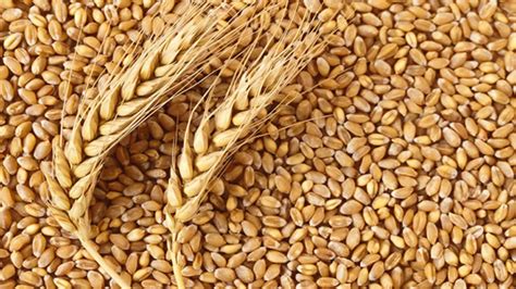 Ethiopia To Continue Relying On Wheat Imports As Demand Overshadows
