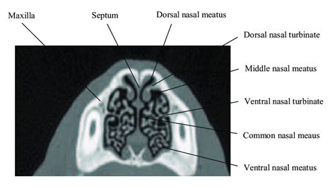 Dog Nasal Cavity Anatomy
