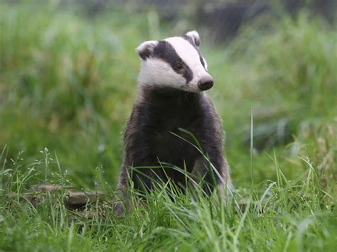 More Than A Third Of Englands Badgers Now Killed As Legal Battle