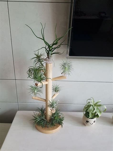 Check out our air plant holder selection for the very best in unique or custom, handmade pieces from our shops. Perfect DIY Tillandsia Home Decor. | Hanging plants diy, Plants, Hanging plants