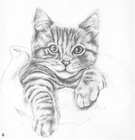 Portrait Drawings Of Cats Pencil Drawings Of Animals Animal Drawings