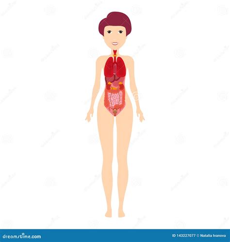 Anatomia Del Corpo Umano Polmoni Cuore Fegato Intestini