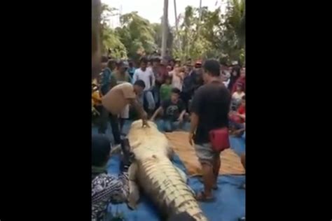 “crime” é elucidado após moradores abrirem barriga de crocodilo metrópoles