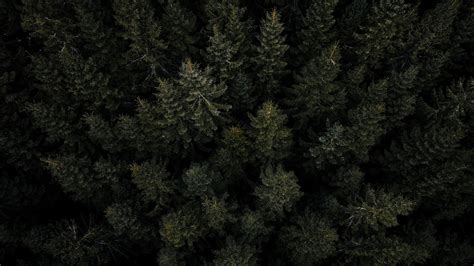 Download Wallpaper 2048x1152 Forest Trees Pines Aerial View