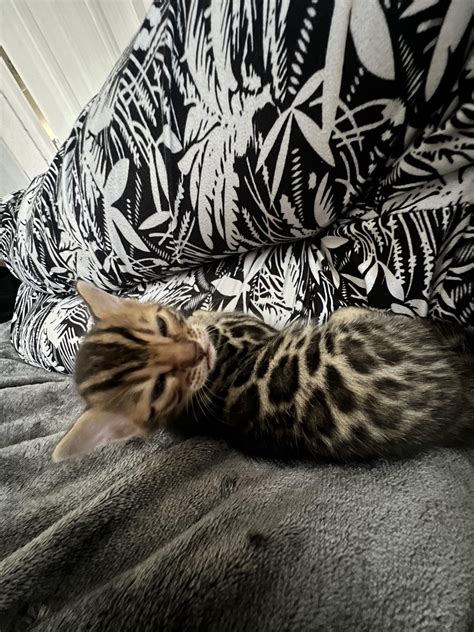 Thing 1 & Thing 2 🐾 ️🐆 : r/kittens