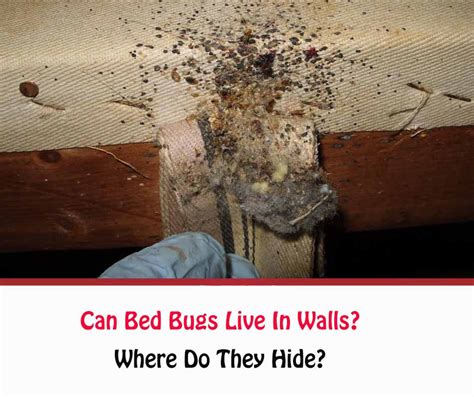 Do Bed Bugs Stay On Walls Wall Design Ideas