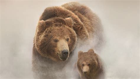 If you're looking for the best bear wallpaper then wallpapertag is the place to be. Bear HD Wallpaper | Background Image | 1920x1080 | ID ...