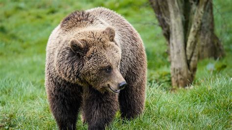 1529 bears hd wallpapers and background images. Download wallpaper 1920x1080 brown bear, cute, head full ...