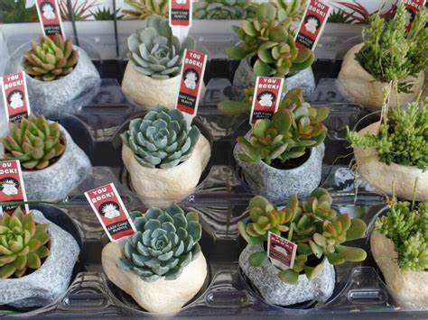 How To Grow Succulents From Seeds In 2021