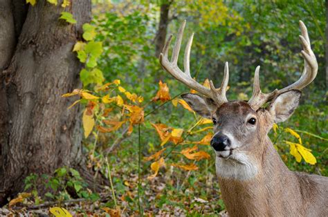 4 Tips For Stalking The Rut — Times To Hunt