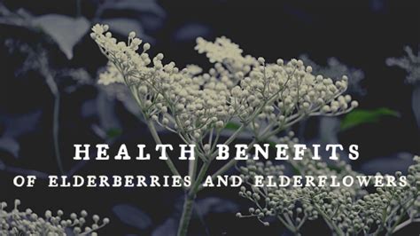 Health Benefits Of Elderberries And Elderflowers — Monterey Bay Food Tours