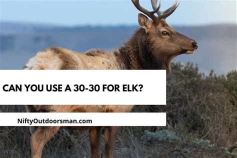 Can You Kill An Elk With A 30 30 Winchester Nifty Outdoorsman